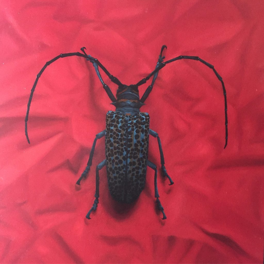 Beetle by Dawna Whitehead